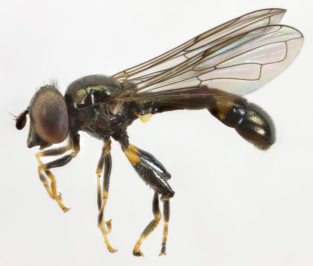 Neoascia tenur
