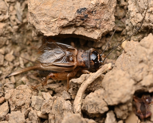 Svercacheta siamensis