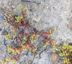 Lastarriaea coriacea