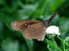 Euploea sylvester swinhoei