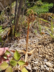 Himantoglossum adriaticum