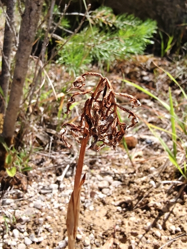 Himantoglossum adriaticum, photograph 2