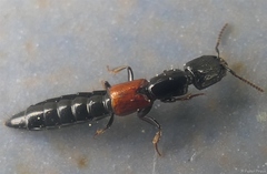 Gauropterus fulgidus