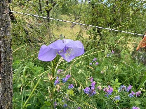 Peach-leaved Bellflower