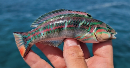 Thalassoma quinquevittatum, 2026-05-07