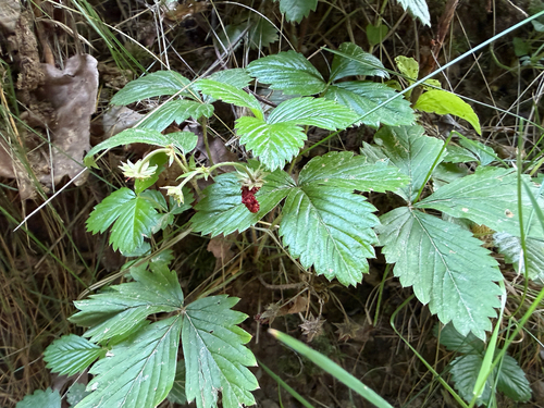 woodland strawberry