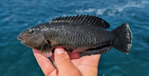 Thalassoma ballieui observed 2026-05-07