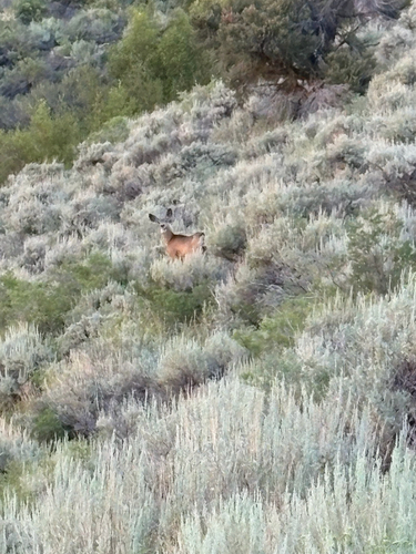Mule Deer