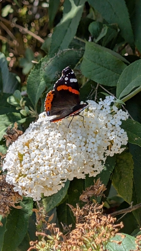 Red Admiral