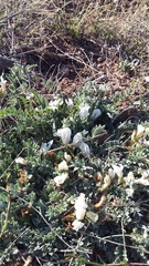 Astragalus rupifragus