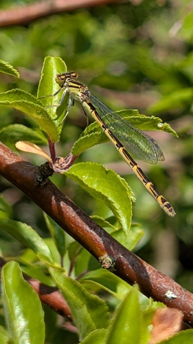 Common Blue Damselfly