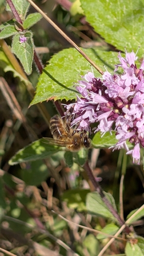 Western Honey Bee