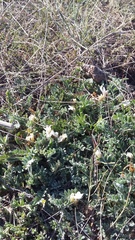 Astragalus rupifragus