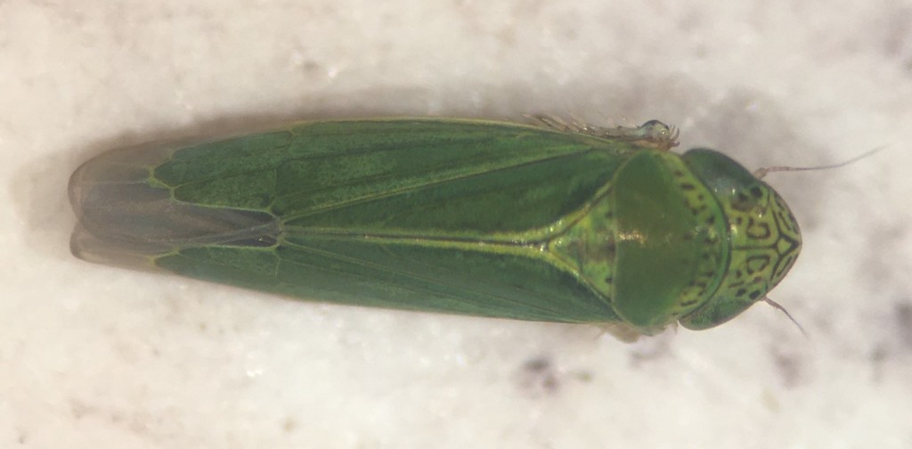 Common Green Leafhopper in April 2020 by proworbique · iNaturalist