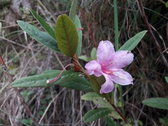 Rhododendron virgatum