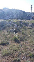 Asphodeline taurica