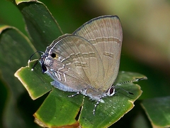 Rapala varuna formosana