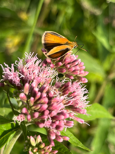 Essex Skipper