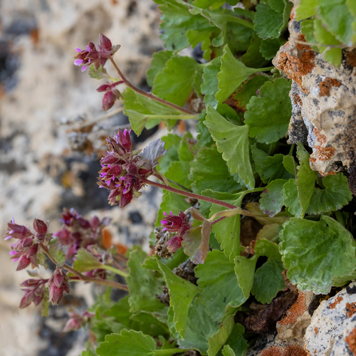 Telesonix heucheriformis, photograph 5