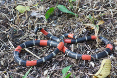 Micrurus lemniscatus helleri