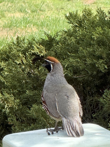 Gambel's Quail observed by teellbee