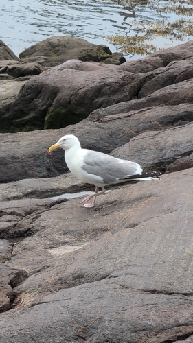 American Herring Gull observed by jordan68370