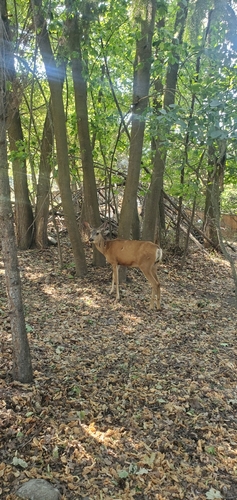 Mule Deer observed by sebbsy_w