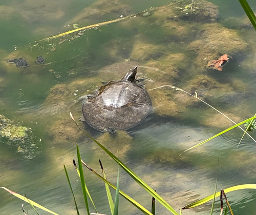Spiny Softshell observed by manderson80