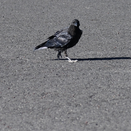 Common Raven observed by morgan-takes-pictures