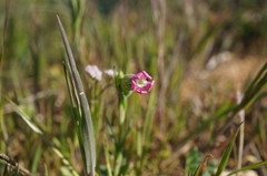 Silene subconica