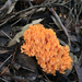 Ramaria anziana - Photo (c) Jen, some rights reserved (CC BY-NC), uploaded by Jen