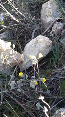Helianthemum oelandicum orientale