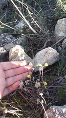 Helianthemum oelandicum orientale