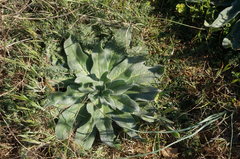 Echium italicum biebersteinii