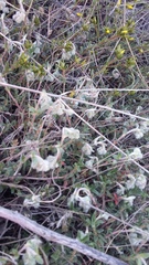 Helianthemum oelandicum orientale