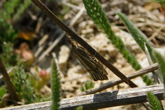 Thisanotia chrysonuchella