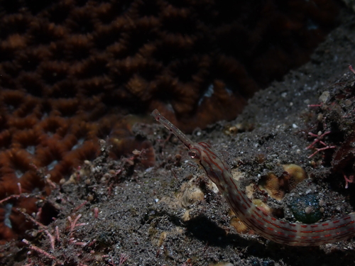 Corythoichthys schultzi observed 2026-07-18