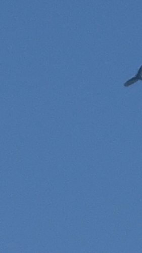Turkey Vulture observed by emmanatrualist