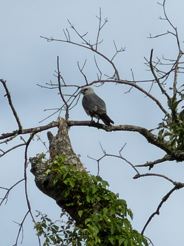 Mississippi Kite observed by loganwiedenfeld