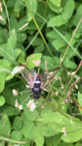 Birch Sawfly