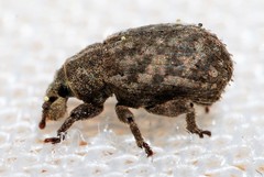 Romualdius scaber