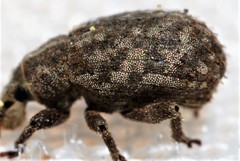 Romualdius scaber