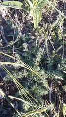Seseli dichotomum