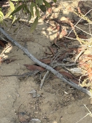 Western Fence Lizard observed by alenzini