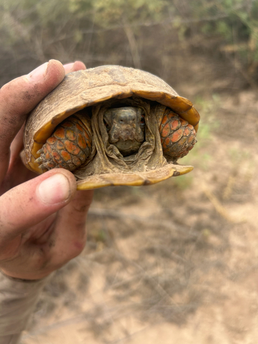 Ornate Box Turtle observed by clbest9