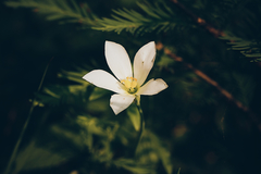 Eustoma exaltatum exaltatum