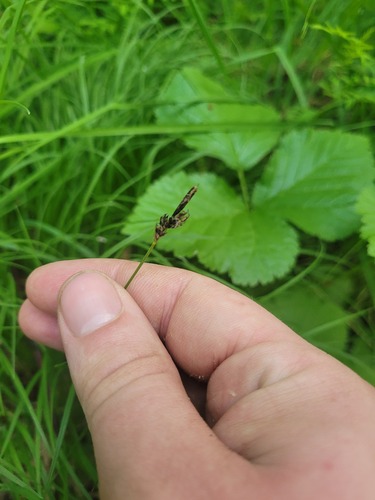 Carex montana, photograph 5