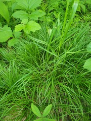 Carex montana, photograph (c) Dmitriy Bochkov, some rights reserved (CC BY)