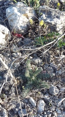 Seseli dichotomum