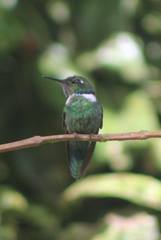 Schistes albogularis